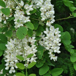 Set 2 Black Locust Trees Live Plants Bare Roots, Locust Bare Root, 6-8 Inches Tall, Fragrant Blossoms for Outdoor Growing, Cold Hardy