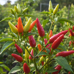 Set 2 Pepper Plants Live for Planting, Pepper Plant, 4-6 Inc Tall, Live Vegetable Plants for Indoor Outdoor Growing (Small Upright Hot Peppers)