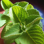 Set 3 Green Cuban Oregano Plants Live Mexican Mint Plant, Spanish Thyme Starter Plants from 4 Inc in Height, Fragrant Herb Well Rooted
