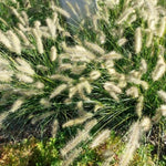 2 White Fountain Grass Plants Live, 5-9 Inch Tall Ornamental Grass Live Plants for Landscaping and Garden Borders