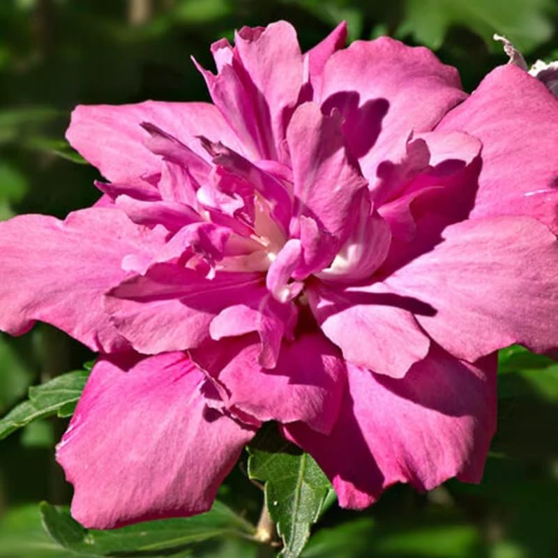 1 Rose of Sharon Live Plant 6 to 13 Inch Tall, Althea Hibiscus Plant Live, in Pot, Fragrant Hibiscus Syriacus Bush (Red Rose of Sharon Bush)