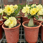 Pack 2 Double Yellow Desert Rose Plants Live, Hardy Adenium Obesum Succulent, Vibrant Blooms for Indoor and Outdoor 4-7 Inch