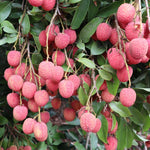 Lychee Tree Live Plant in Half Gallon Pot, 10-12 Inch Tall Tropical Fruit Tree Litchi Seedling for Outdoor Growing