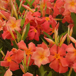2 Orange Mandevilla Plants Live, Mandevilla Flower Live Plants, Live Mandevilla Plant, 4 Inc to 7 Inc Tall, Mandevilla Well Rooted for Garden