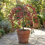 Crabapple Tree Live Plant 6-12 Inches, Crabapple Flowering Fruit Tree in Quart Pot for Patio, Yard and Garden, Hardy Outdoor Tree