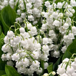 10 Lilies of The Valley Bulbs Rhizomes, Lily of The Valley Bulbs for Planting, Perennial Flower Bulbs Outdoors Indoors Garden