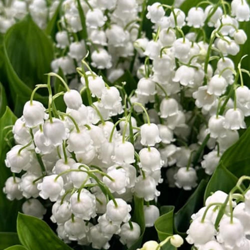 10 Lilies of The Valley Bulbs Rhizomes, Lily of The Valley Bulbs for Planting, Perennial Flower Bulbs Outdoors Indoors Garden