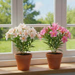 Pack of 2 Mix Oleander Plant Live, Multicolor Oleander Live Plant, 5 to 7 Inches Tall, Flowering Ornamental Shrub, Easy Care Outdoor Plant