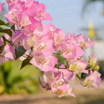 2 Bougainvillea Live Plants, Tropical Bougainvillea Flowering Vine, Fast Growing Outdoor and Container Plant, 4-8'' Tall (White Pink Blooms)