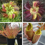 Mix of 6 Pitcher Plant Nepenthes, Green, Red Fly Trap Live Plants, Easy to Grow Tropical Collection, Starter Size, Each Type 2 Plants