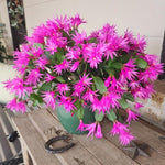 Pack of 2 Pink Easter Cactus Plants, Holiday Cactus Flower Plant Succulent, Size 4 to 7 Inch, Without Pot, Easter Cactus Live Plant