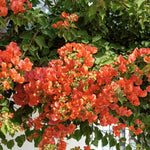 Set 2 Orange Bougainvillea Plants Live, Flowering Bougainvillea Vine 4-8 Inches Tall, Climbing Plant for Outdoor Garden and Trellis