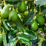 HASS Avocado Plant Live 8-16 Inches Tall, Half Gallon Pot, Well-Rooted Avocado Tree Starter for Home Garden and Containers