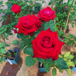 Roses Live Plant, Climbing Rose Plant Live from 5'' Tall, Bush Shrub Plants, Fragrant Flower Garden (Don Juan Red)