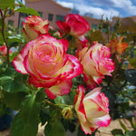 Roses Live Plant, Climbing Rose Plant Live from 5'' Tall, Bush Shrub Plants, Fragrant Flower Garden (Yellow Red)