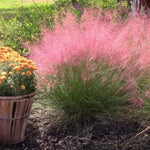 2 Pink Muhly Grass Plants Live, 5-9 Inch Tall Hardy Ornamental Grass Live Plants for Landscaping and Borders