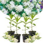 4 White Milkweed Plants Live, Butterfly Milkweed Asclepias Tuberosa, Tropical-Style Blooms for Outdoor Gardens, 4-9" Height, No Pot