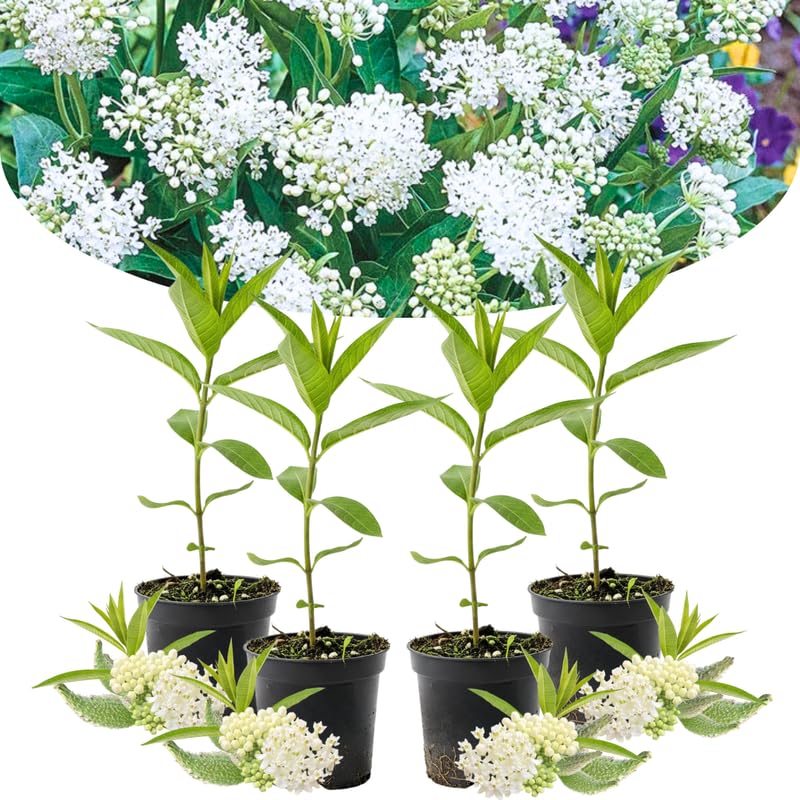 4 White Milkweed Plants Live, Butterfly Milkweed Asclepias Tuberosa, Tropical-Style Blooms for Outdoor Gardens, 4-9" Height, No Pot