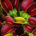 3 Starter Venus Fly Trap Live Plants in Pot, Live Venus Fly Traps for Terrarium Outdoor Indoor Gardening