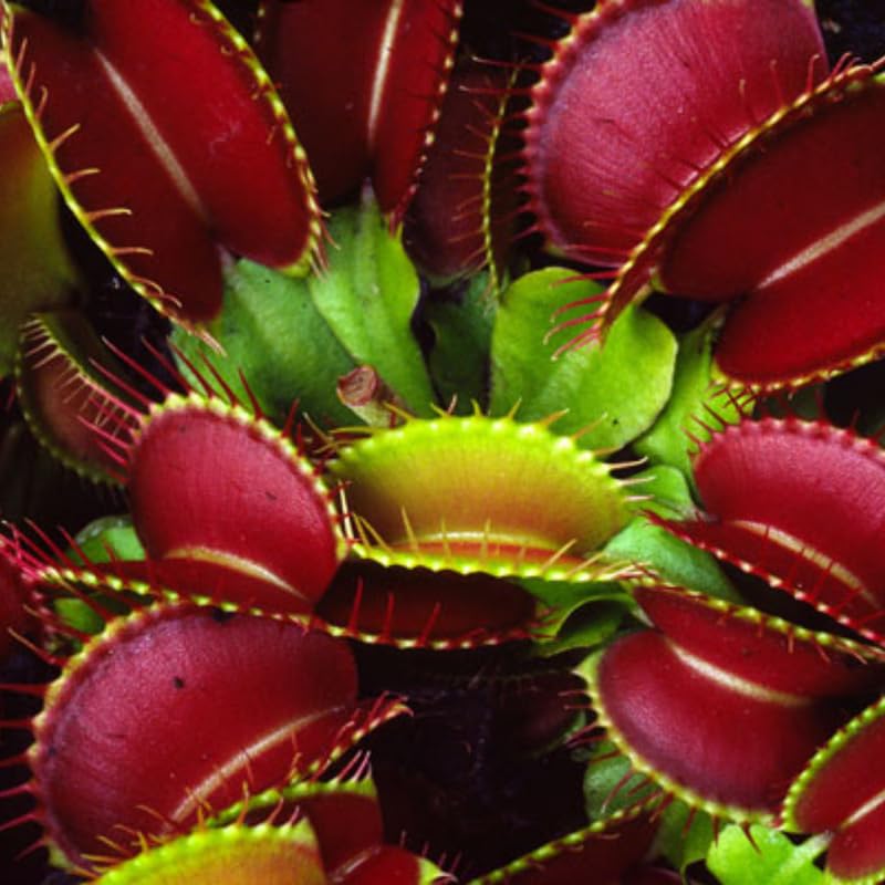 3 Short-Toothed Red Venus Flytraps Plants Live, Starter Plants Fly Trap Dionaea Muscipula for Plantsing