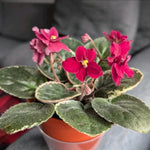 Red African Violet Live Plant in 4” Pot, Blooming Indoor Houseplant, Easy Care Flowering Plant for Home or Office Décor