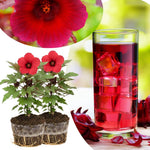 Set of 2 Cranberry Hibiscus Live Plants, Tropical Hibiscus Bush, 4-6 Inches Tall, Outdoor Garden Plant, Very Hardy
