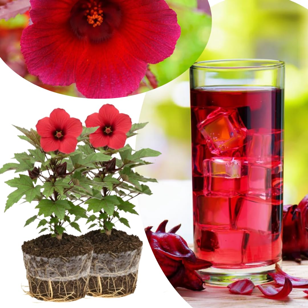 Set of 2 Cranberry Hibiscus Live Plants, Tropical Hibiscus Bush, 4-6 Inches Tall, Outdoor Garden Plant, Very Hardy