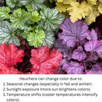 2-Pack Live Heuchera Coral Bells Plants, Bright Orange to Red Leaves, Vibrant Indoor Outdoor Planting