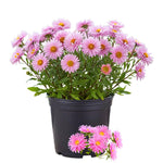 Aster Live Plant, Aster Plant Live, Perennial Asters Plants, Vibrant Flower Blooms, 5-7 Inches in Height for Growing (Pink)