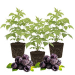 3 Raspberry Plants Live, Sweet Raspberry Bush Live Plants, Well-Rooted 5-8 Inch Height, Raspberry Shrub Outdoor, No Pot (Glencoe Raspberry)