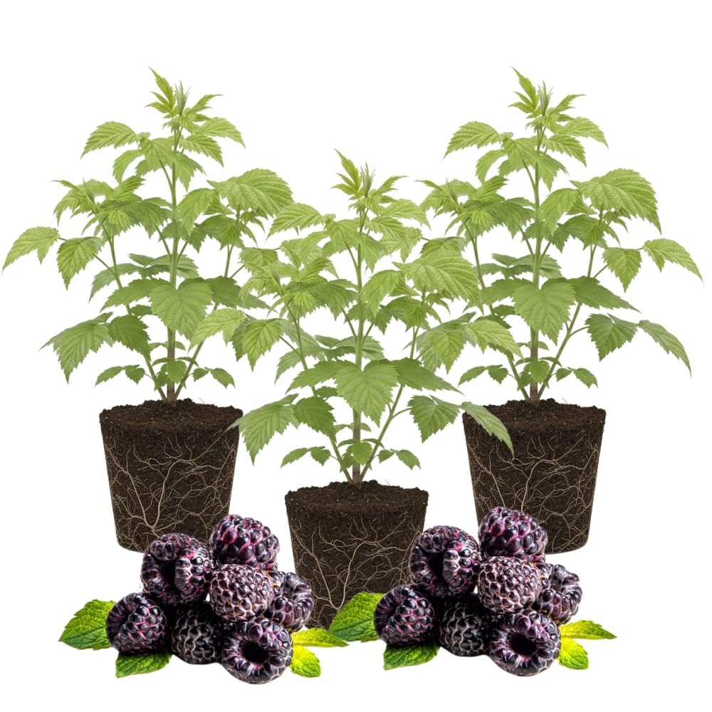 3 Raspberry Plants Live, Sweet Raspberry Bush Live Plants, Well-Rooted 5-8 Inch Height, Raspberry Shrub Outdoor, No Pot (Glencoe Raspberry)