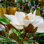 Magnolia Tree Live Plant 12 to 18 Inch Tall, Fragrant Magnolia Plant Live, Magnolia Bush Live Plant in Gallon Pot (White Magnolia)