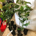 10-18" Kousa White Dogwood Tree Plant Live, Flowering Dogwood Tree for Planting Outdoors, 10 to 18 Inc Tall in Quart Pot