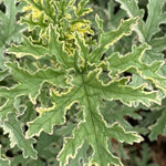 2 Variegated Scented Geranium Plants Live 4–7 Inches Tall, Fragrant Flowering Geranium Herb Plant, Indoor Outdoor Container Plant for Garden