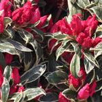 Red Silver Leaf Azalea Live Plant Tree for Planting, 5 to 10 Inc Tall, Well Rooted, No Pot Azalea Red Flowers Variegated Leaf Rhododendron Bush Shrub
