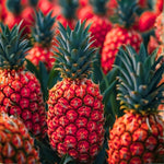Set of 2 Rare Pineapple Live Plants, 4-6" Tropical Pineapple Plants for Indoor Outdoor Growing, Patio Container Garden, No Pot, Fast-Growing