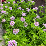 2 Citronella Scented Geranium Plants Live for Planting Indoor Outdoor 4-8 Inches, Fragrant Citronella Plant Ground and Container Growing