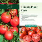 2 Better Boy Tomato Plants Live, 4-8 Inch Tall, Tomato Live Plants Well-Rooted for Garden
