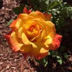 Rose Live Plant, Roses Flower Plant, Fragrant Flower for Planting, 4-6 Inches Tall, Bush Shrub Plants, Well Rooted, Ready to Grow (Orange Rose)