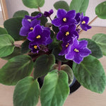 Purple African Violet Plant Live, 4 Inch Pot, Indoor Flowering Plant