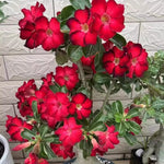 Desert Rose Plant Live, Adenium Desert Rose Plant Live, Perennial Flower Plants, 4-7 Inch Tall (Red)