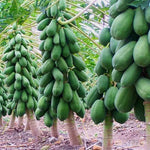Papaya Tree Live Plant, 8 Months Old Seedlings 5-10" in Tall in 4" Pot, Fast-Growing Tropical Fruit Tree, No CA