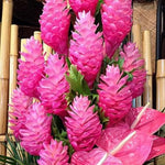 1 Pink Ginger Plant Live for Planting 4-9 Inc Height, Hawaiian Ginger Flowers to Grow