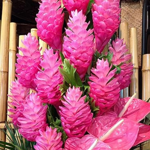 1 Pink Ginger Plant Live for Planting 4-9 Inc Height, Hawaiian Ginger Flowers to Grow
