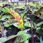 Banana Plant Live, Ornamental Zebrina Banana Tree Live Plant, Hardy Banana Fruit Seedling 4 to 8 Inch Tall, Indoor Outdoor