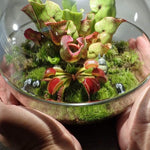 3 Green Venus Flytraps Plants Live, Starter Plants Fly Trap Dionaea Muscipula for Plantsing