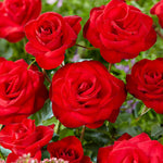 Fragrant Climbing Rose Live Plant, Well Rooted 5-9" Tall, No Leaf, Indoor Outdoor Climber, Rose Bush, Hybrid Tea Rose Like (Don Juan)