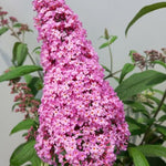 Pack 2 Butterfly Bushes Live Plant, Fragrant Buddleia Bush Shrub, 4 to 9 Inch Tall (Light Pink Blooms)