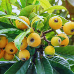 Loquat Tree Live Plant, 5 to 9'' Tall, Live Loquat Plant Tree Pot, Cold Hardy Garden, No Ship to CA