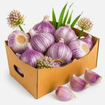 3 Jumbo Purple Garlic Bulbs for Planting in Fall, XL Size, High Yield Hardneck Garlic Cloves Seeds, Fresh, Cold Hardy and Fast Growing, Various Varieties